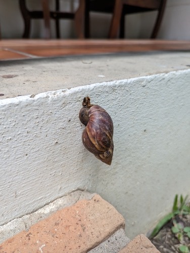 หอยทากยักษ์แอฟริกา · African Giant Snail · Lissachatina fulica