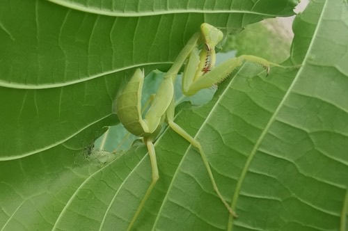 Giant Asian Mantis · Hierodula patellifera