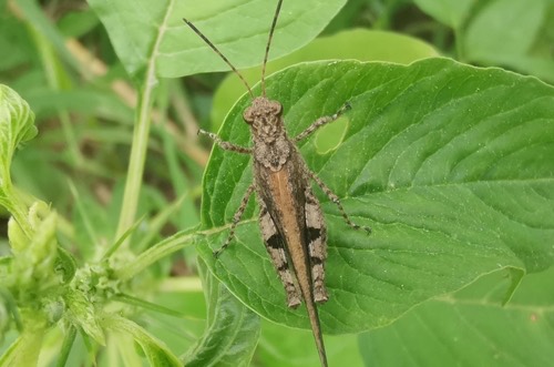 ตั๊กแตนหนวดสั้นผิวปม · Carinate Locust · Trilophidia annulata