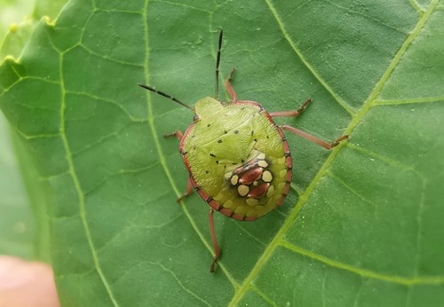 มวนเขียวข้าว · Southern Green Stink Bug · Nezara viridula