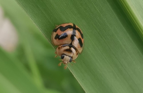 ด้วงเต่าลายหยัก · Six-spotted Zigzag Ladybird · Cheilomenes sexmaculata