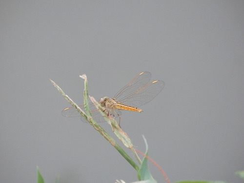 แมลงปอบ้านปีกเปื้อนส้ม · Ditch Jewel · Brachythemis contaminata