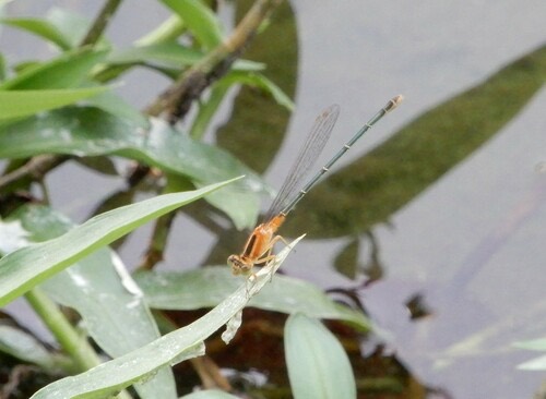 แมลงปอเข็มนาเขียวปลายฟ้า · Common Bluetail · Ischnura senegalensis