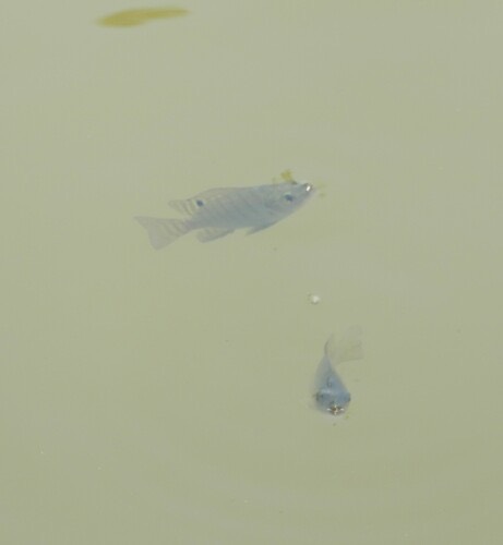 ปลานิล · Nile Tilapia · Oreochromis niloticus