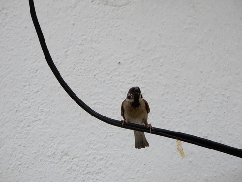 นกกระจอกบ้าน · Eurasian Tree Sparrow · Passer montanus