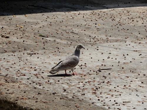 นกพิราบป่าปละ · Feral Pigeon · Columba livia domestica