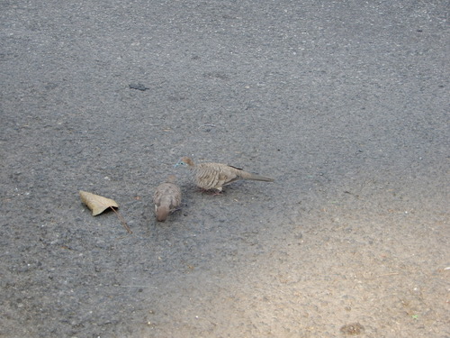 นกเขาชวา · Zebra Dove · Geopelia striata