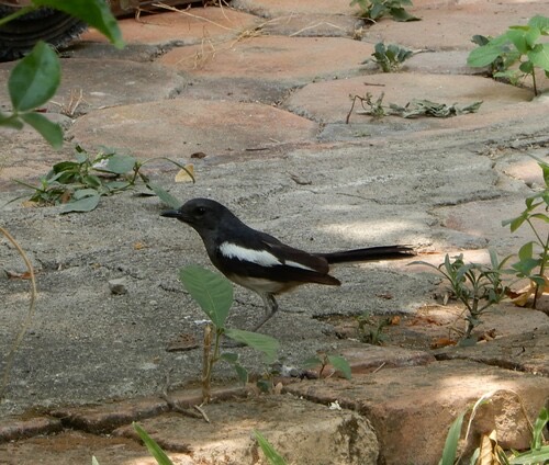นกกางเขนบ้าน · Oriental Magpie-Robin · Copsychus saularis