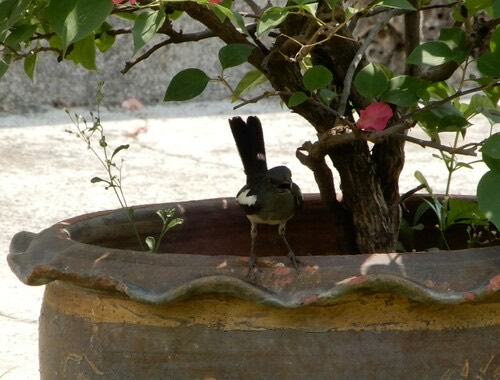 นกกางเขนบ้าน · Oriental Magpie-Robin · Copsychus saularis