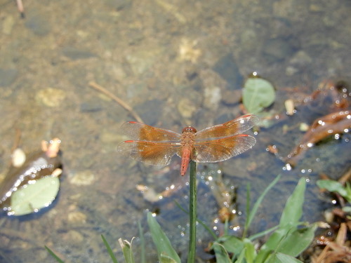 แมลงปอบ้านปีกเปื้อนส้ม · Ditch Jewel · Brachythemis contaminata