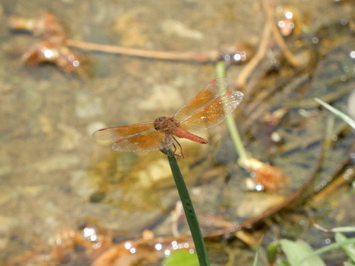 แมลงปอบ้านปีกเปื้อนส้ม · Ditch Jewel · Brachythemis contaminata