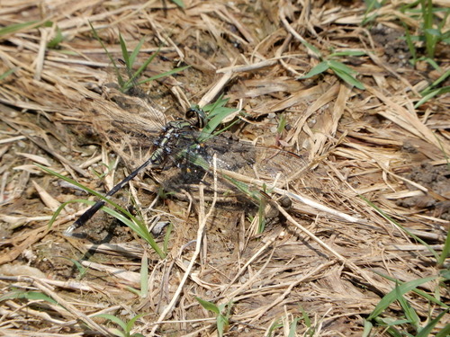 แมลงปอบ้านเสือลายเขียว · Slender Skimmer · Orthetrum sabina