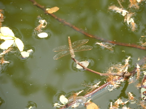 แมลงปอบ้านปีกเปื้อนส้ม · Ditch Jewel · Brachythemis contaminata