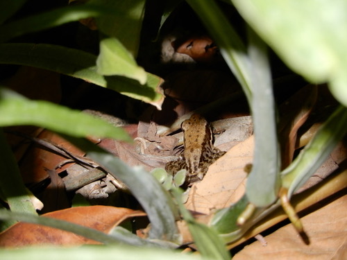 กบอ่องเล็ก · Black-striped Frog · Hylarana nigrovittata