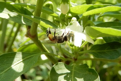 ผึ้งมิ้ม · Red Dwarf Honey Bee · Apis florea