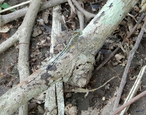 แมลงปอบ้านสองสีฟ้า · Chalky Percher · Diplacodes trivialis