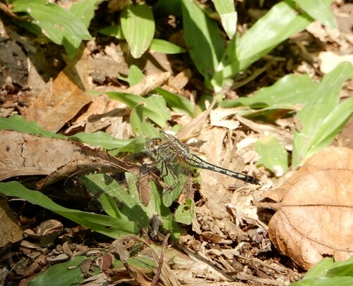 แมลงปอบ้านสองสีฟ้า · Chalky Percher · Diplacodes trivialis