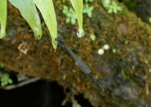แมลงปอเข็มท้องเข็มดำ · Black Threadtail · Prodasineura autumnalis