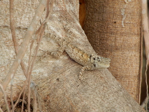 กิ้งก่าหัวสีฟ้า · Siamese Blue Crested Lizard · Calotes goetzi