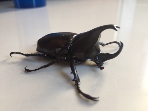 ด้วงกว่างสยาม · Siamese Rhinoceros Beetle · Xylotrupes socrates
