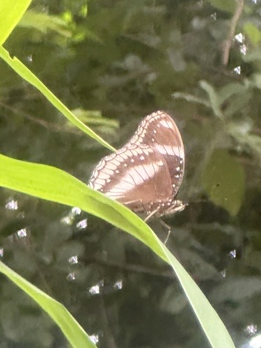 ผีเสื้อปีกไข่ใหญ่ · Great Eggfly · Hypolimnas bolina