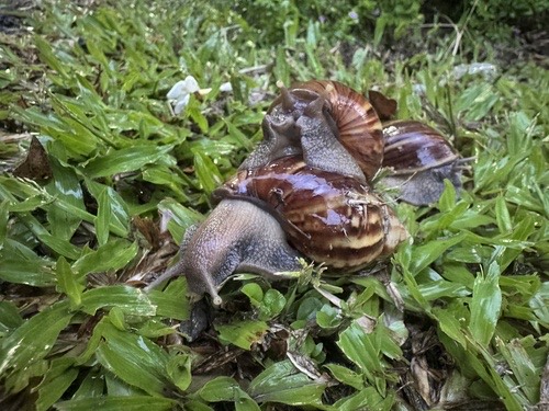 หอยทากยักษ์แอฟริกา · African Giant Snail · Lissachatina fulica