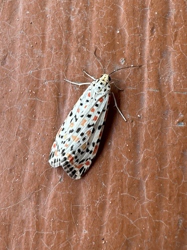 Heliotrope Moth · Utetheisa pulchelloides