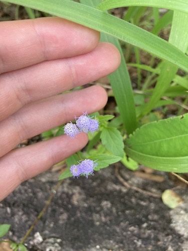 สาบม่วง · pussyfoot · Praxelis clematidea
