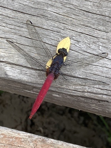 ชนิดย่อย แมลงปอบ้านเสืออกม่วงท้องแดง · Common Red Skimmer · Orthetrum neglectum