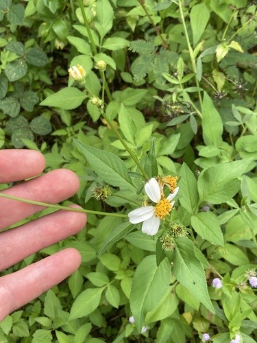 ปืนนกไส้ · Hairy Beggarticks · Bidens pilosa