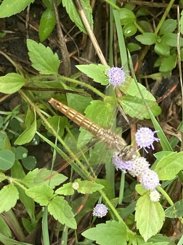 แมลงปอบ้านปีกเปื้อนส้ม · Ditch Jewel · Brachythemis contaminata