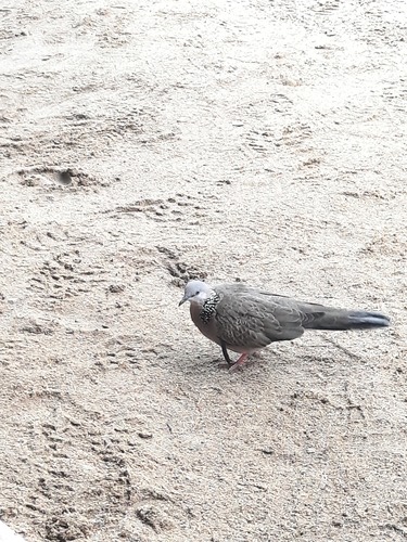 นกเขาใหญ่ · Spotted Dove · Spilopelia chinensis