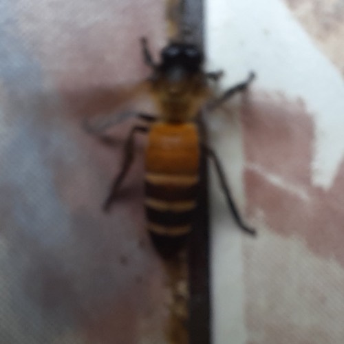 ผึ้งหลวง · Giant Honey Bee · Apis dorsata