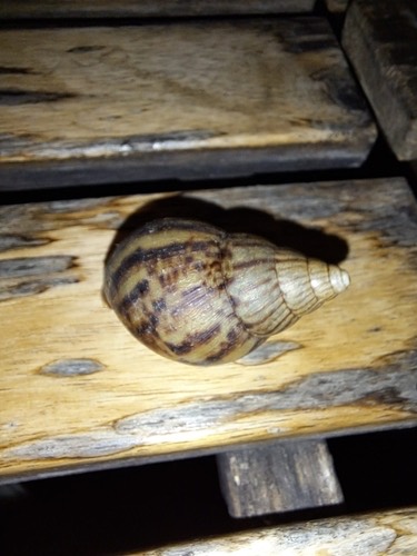 หอยทากยักษ์แอฟริกา · African Giant Snail · Lissachatina fulica