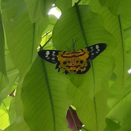 ผีเสื้อทองเฉียงพร้าขีด · False Tiger Moth · Dysphania militaris