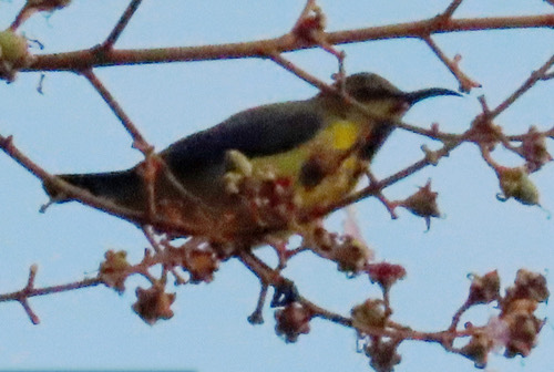 นกกินปลีอกเหลือง · Ornate Sunbird · Cinnyris ornatus