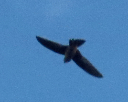 นกแอ่นกินรังตะโพกจาง · Germain's Swiftlet · Aerodramus fuciphagus germani