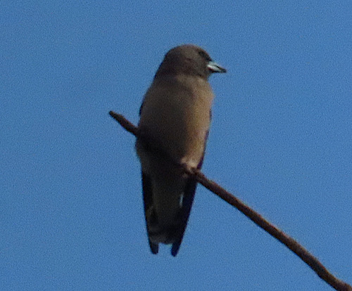 นกแอ่นพง · Ashy Woodswallow · Artamus fuscus