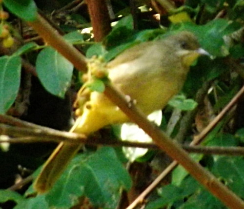 นกปรอดสวน · Streak-eared Bulbul · Pycnonotus conradi