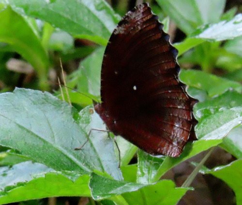 ผีเสื้อหนอนมะพร้าวธรรมดา · Common Palmfly · Elymnias hypermnestra