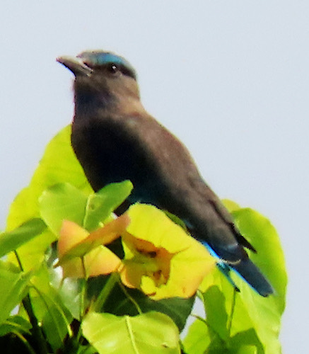 นกตะขาบทุ่ง · Indochinese Roller · Coracias affinis