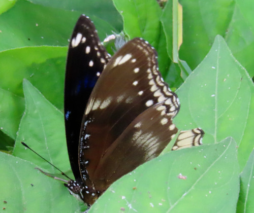 ผีเสื้อปีกไข่ใหญ่ · Great Eggfly · Hypolimnas bolina