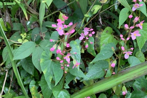 Begonia modestiflora