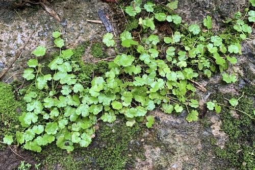 Sibthorp's Pennywort · Hydrocotyle sibthorpioides