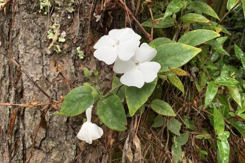 หูปากกา · Sweet clockvine · Thunbergia fragrans