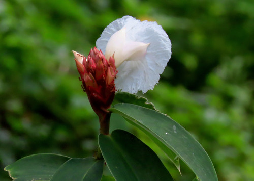 เอื้องหมายนา · Crêpe ginger · Hellenia speciosa