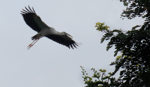 นกปากห่าง · Asian Openbill · Anastomus oscitans