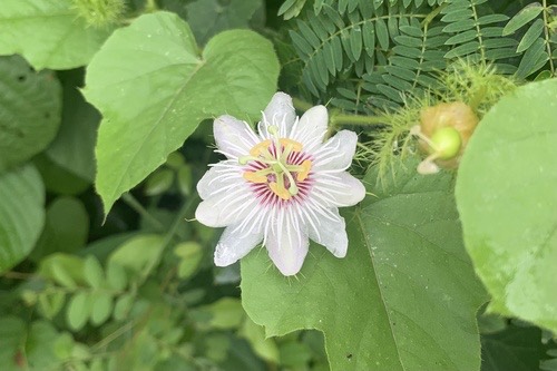 Orangefruit Passionflower · Passiflora vesicaria