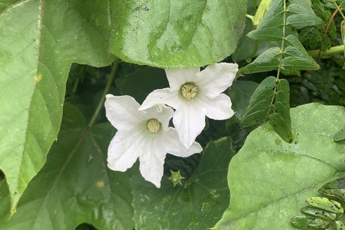 ตำลึง · Ivy gourd · Coccinia grandis