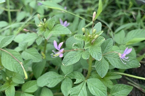ผักเสี้ยนขน · Purple Cleome · Cleome rutidosperma